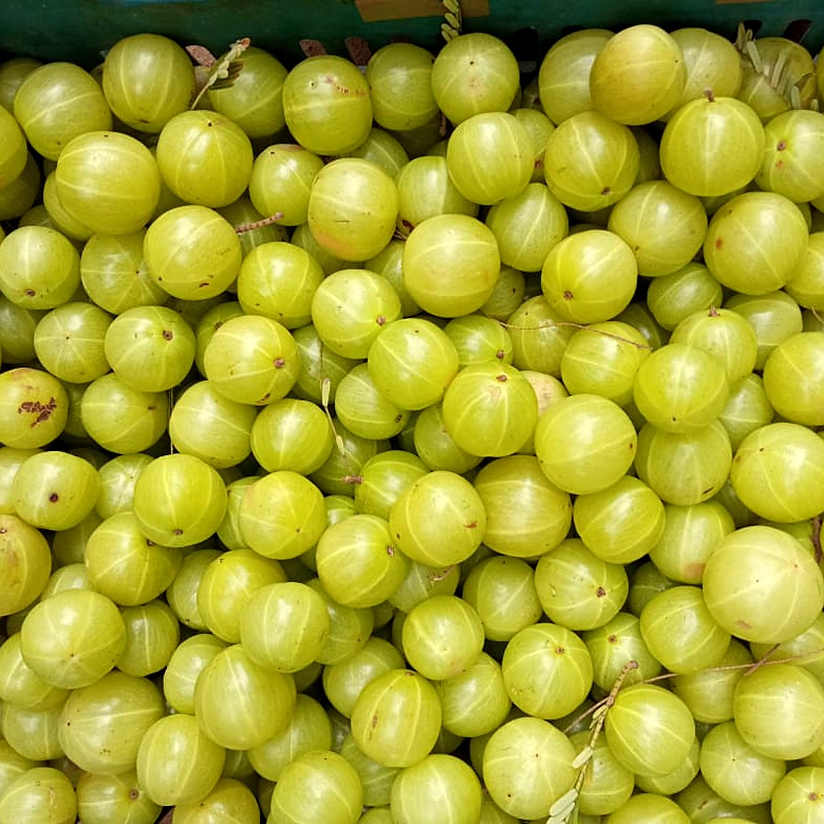 Amla