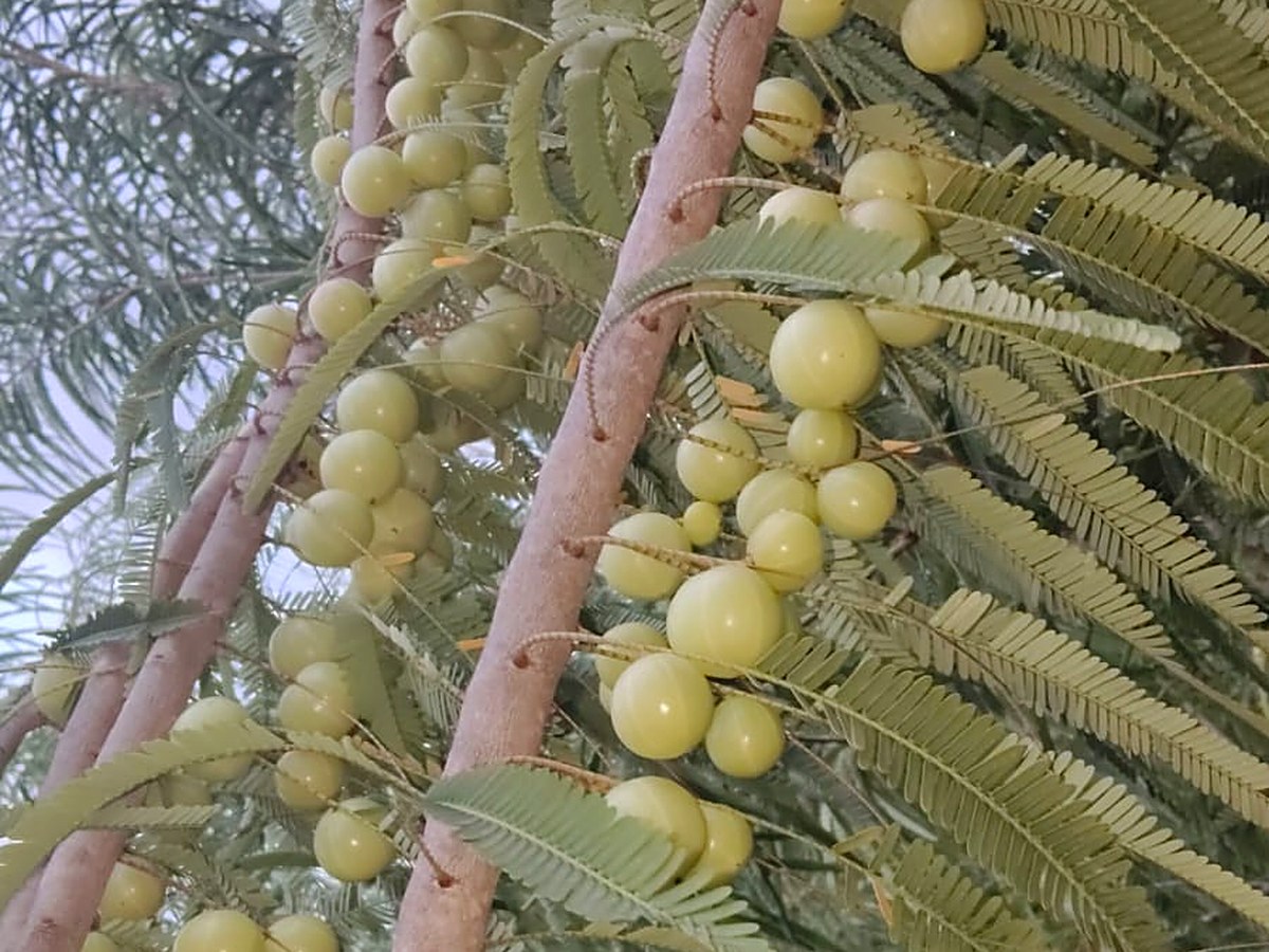 Rows of amla trees in the orchard