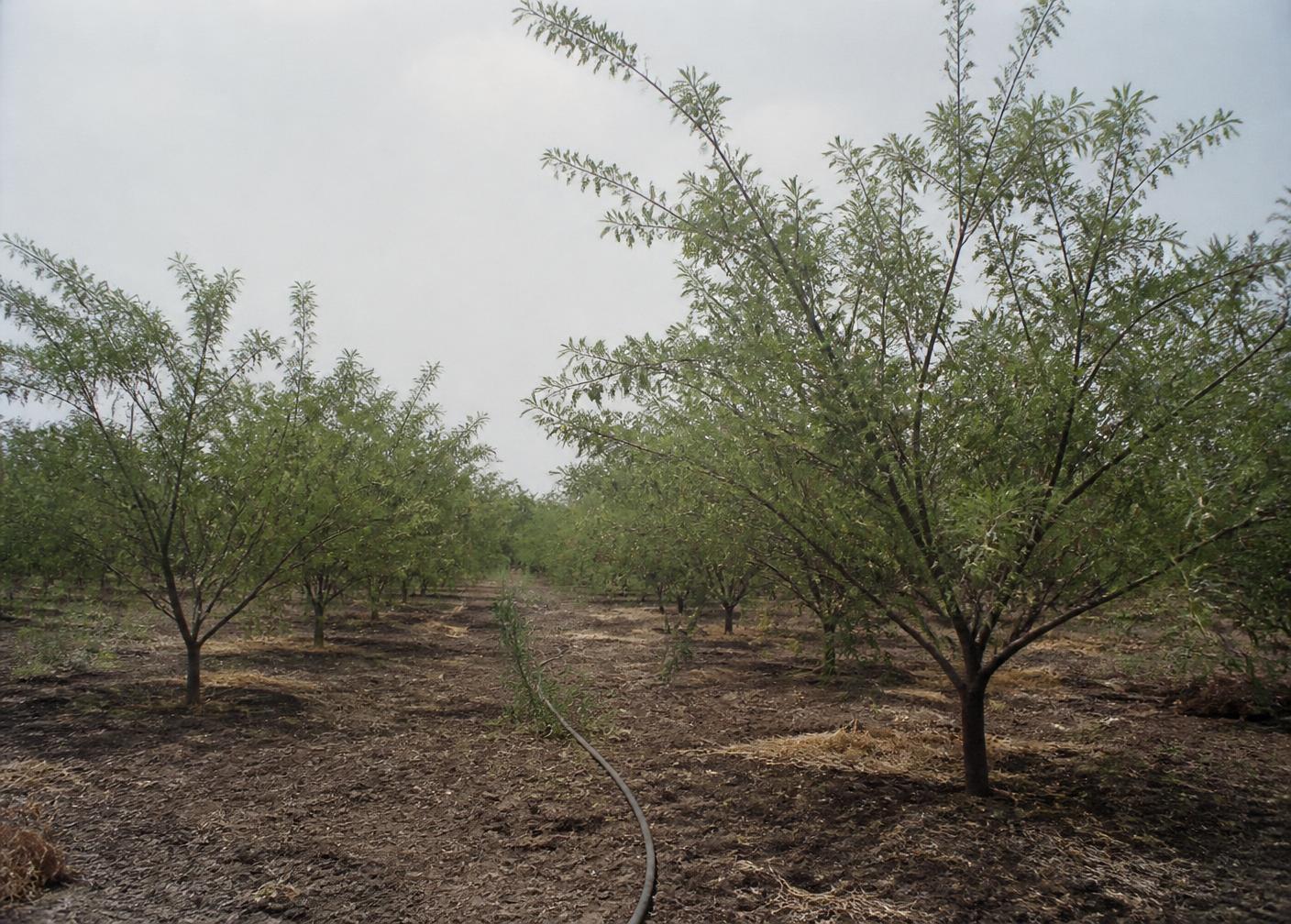Rows of amla trees in the orchard