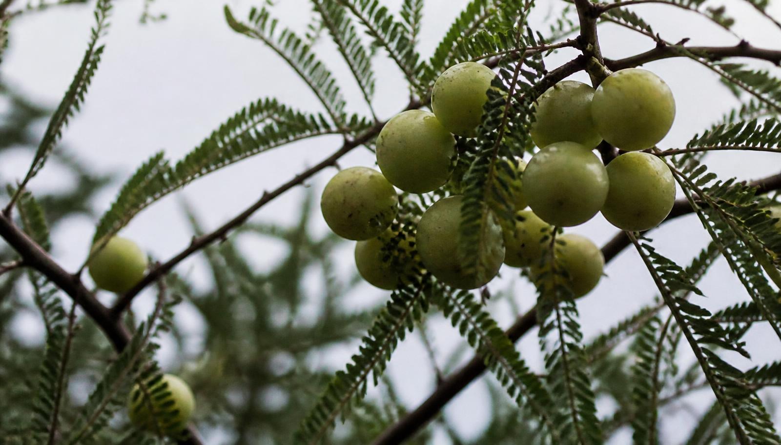 How to Add Amla to Your Daily Routine