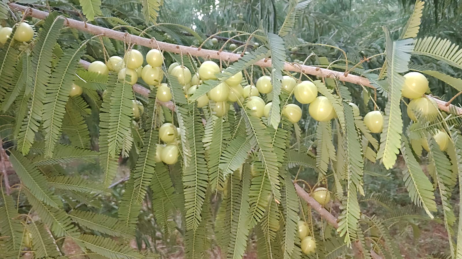 How to Add Amla to Your Daily Routine