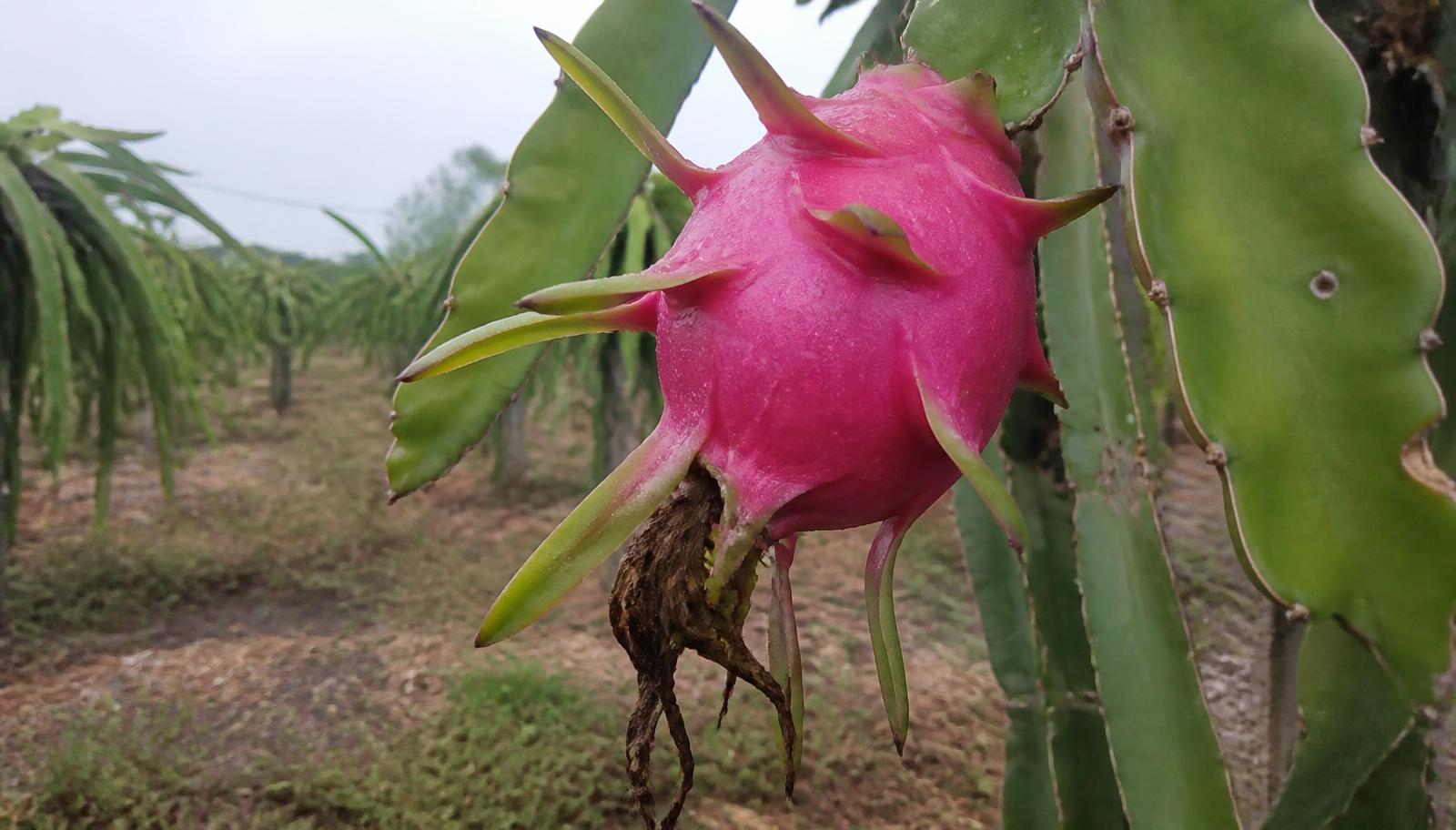 7 Reasons to Eat Dragon Fruit Every Week