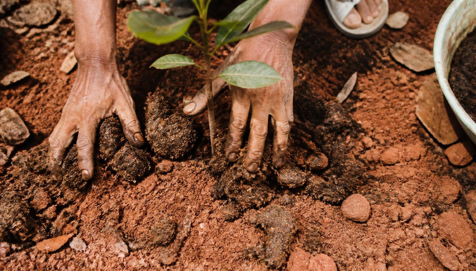 How We Grow Fruit Without Chemicals in Dry Land