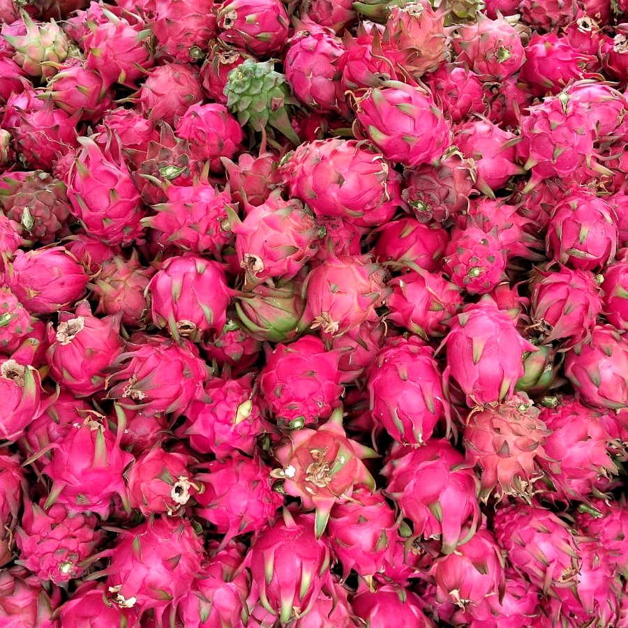 Dragon Fruits