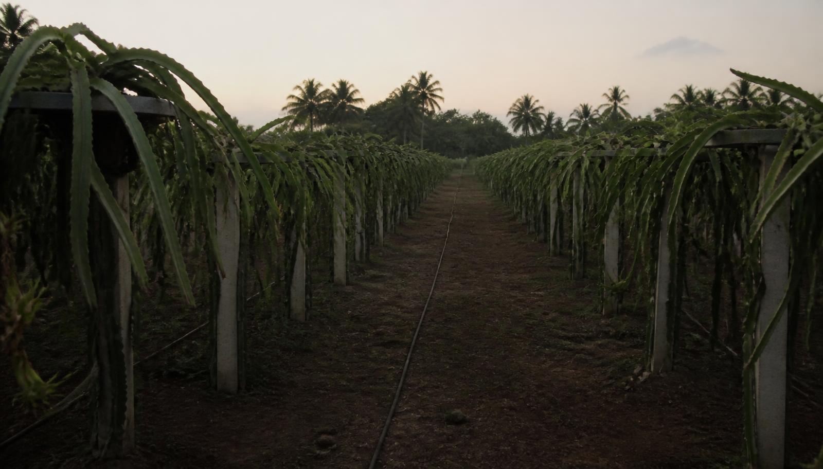Village landscape near HanJot Farms in Andhra Pradesh