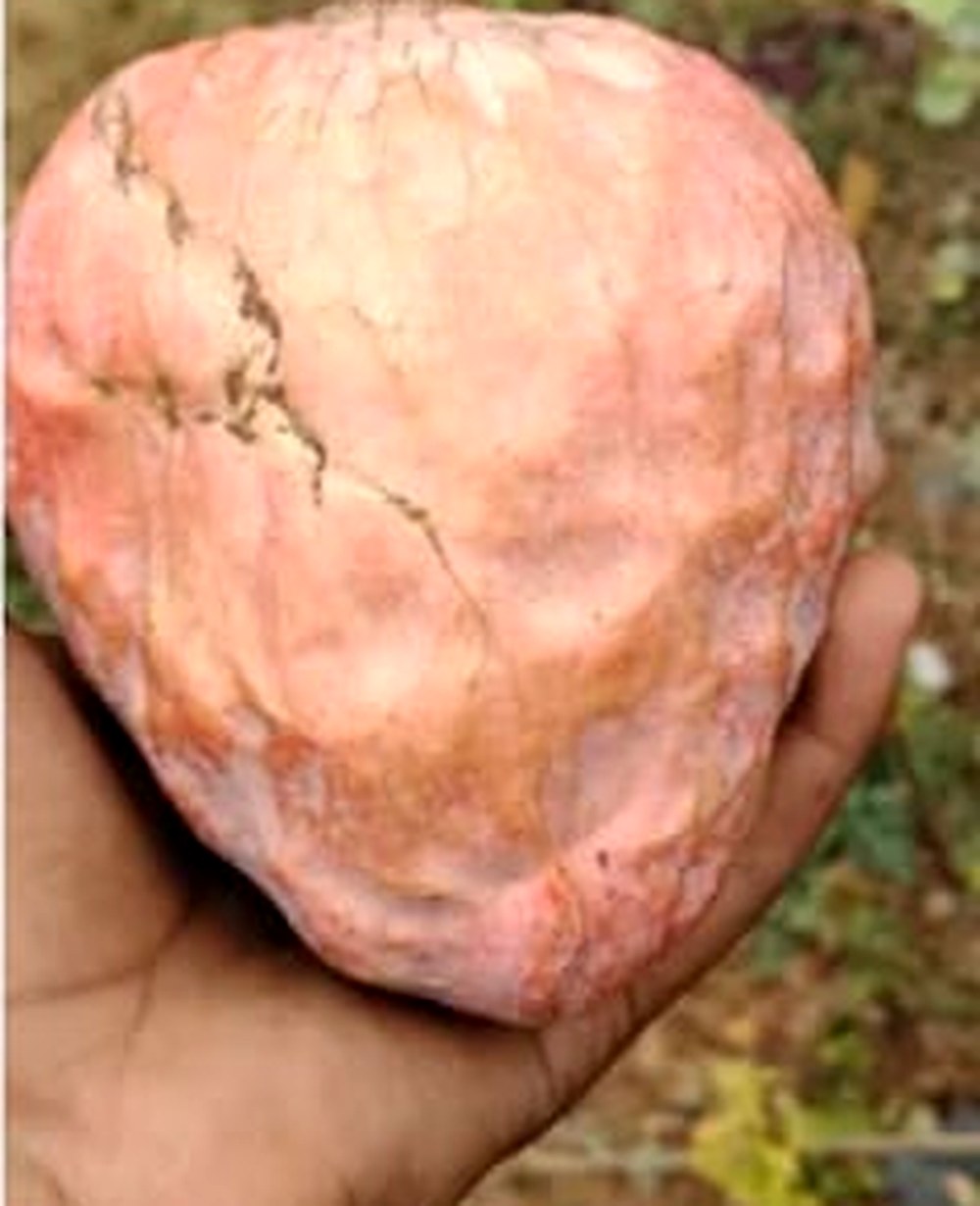 A farmer holding a large ripe custard apple grown at HanJot Farms