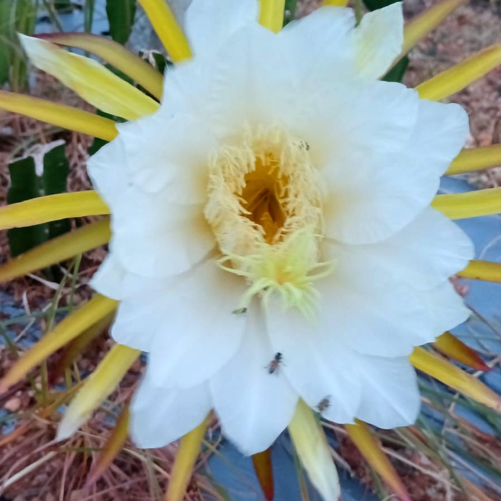 Dragon fruit flower blooming at night