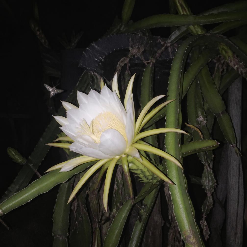 Dragon fruit flower blooming at night