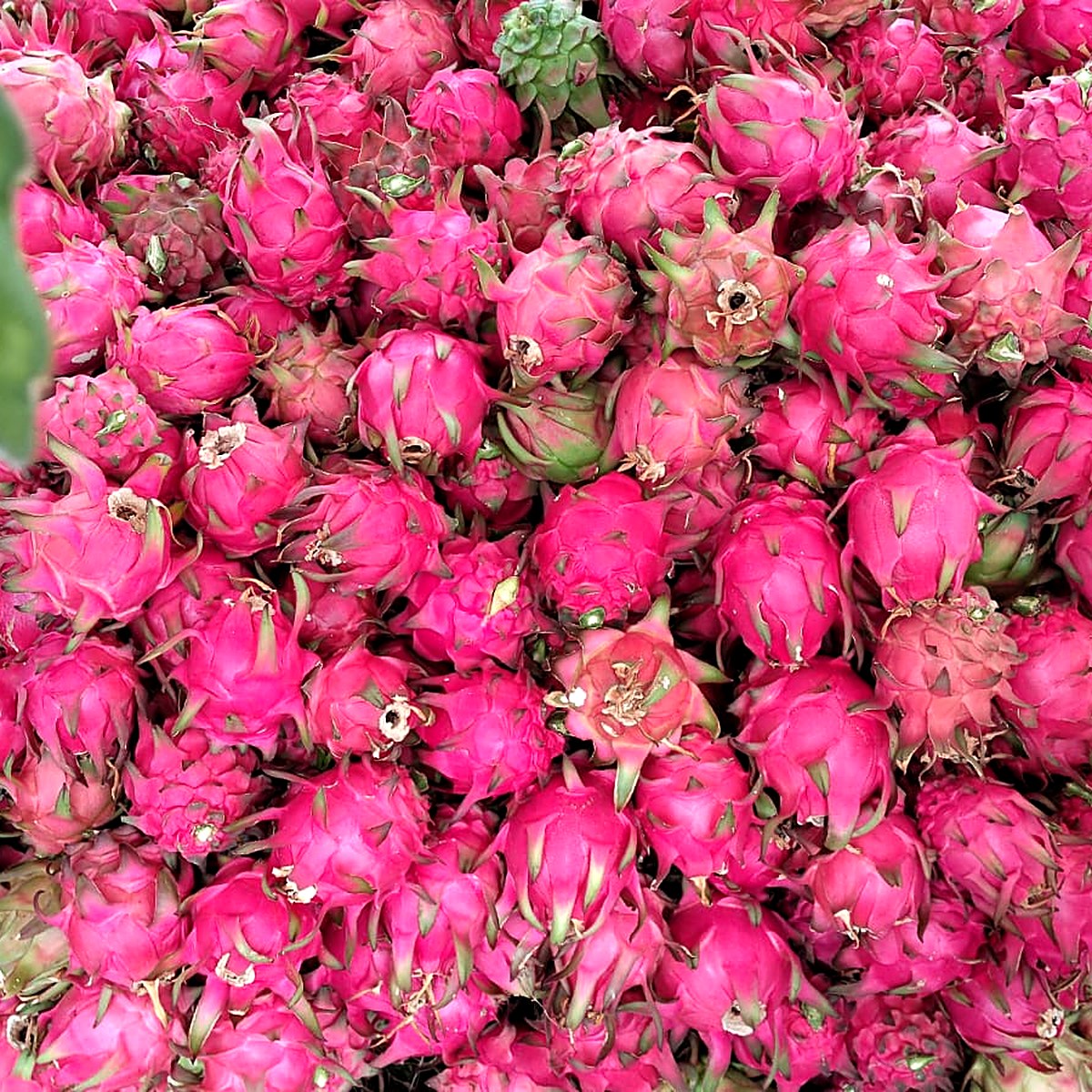Pink Dragon Fruit