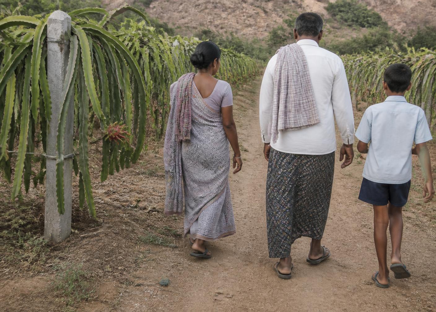 The farming family among the dragon fruit rows