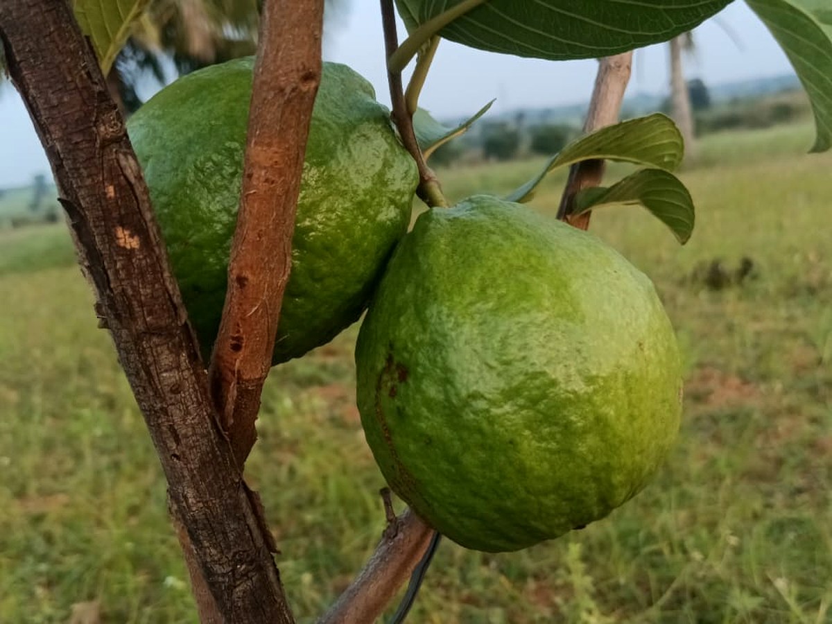 Fresh guavas growing on the tree at HanJot Farms