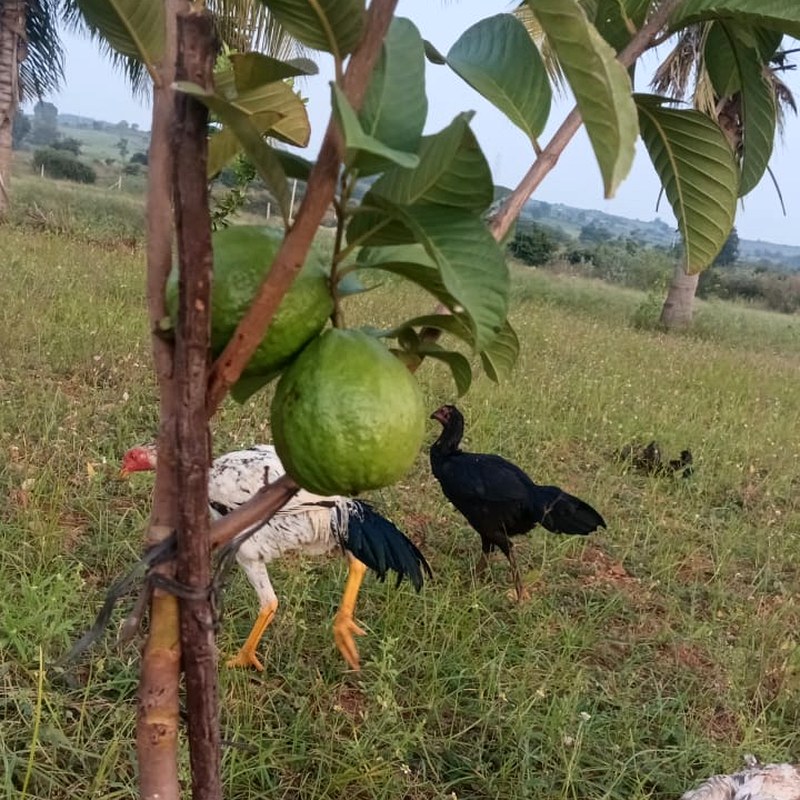 Country hens under a guava tree at HanJot Farms
