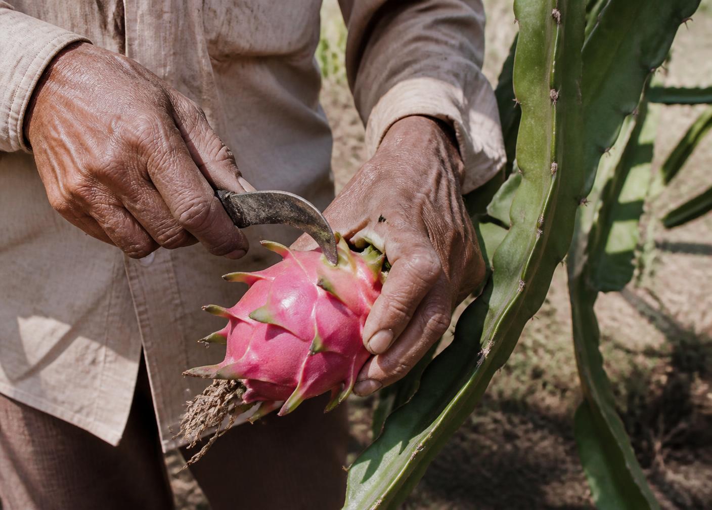 Farmer hand-harvesting a ripe pink dragon fruit