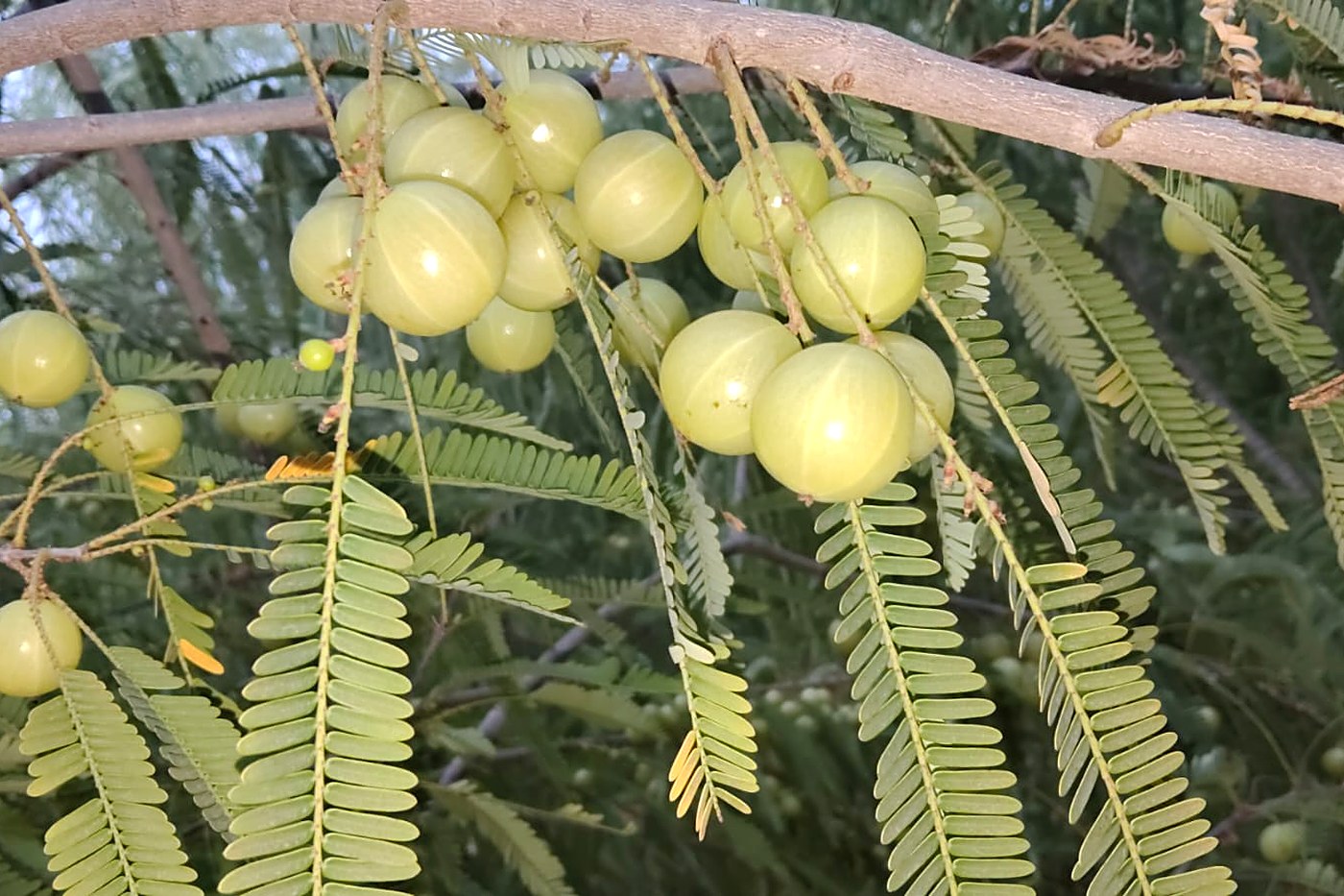 Amla tree heavy with fruit in the orchard
