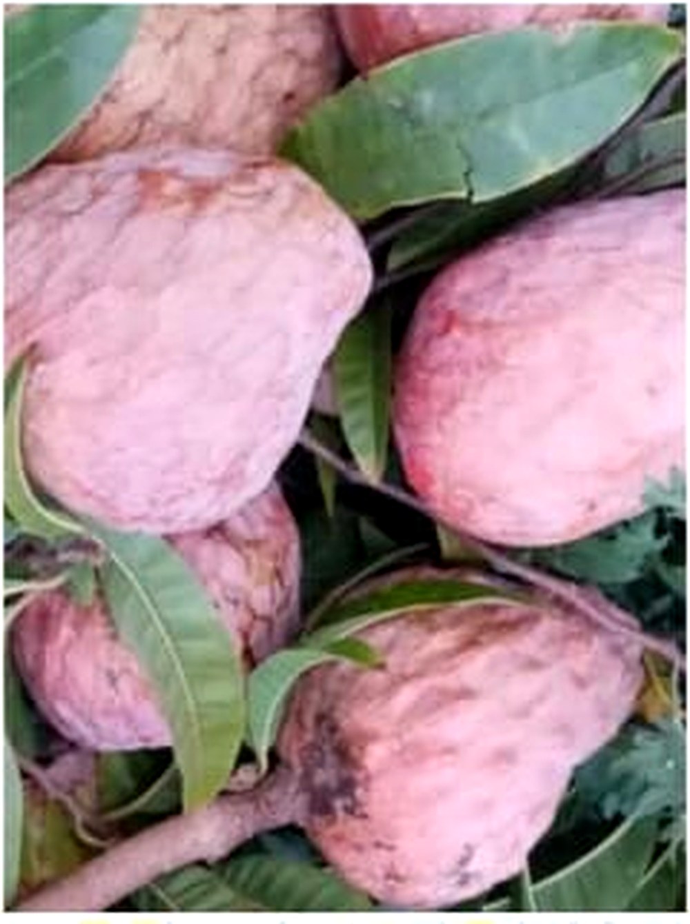Ripe custard apples on the branch at HanJot Farms