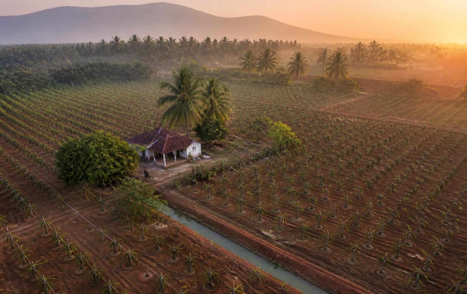 Aerial drone view of the dragon fruit plantation at sunrise