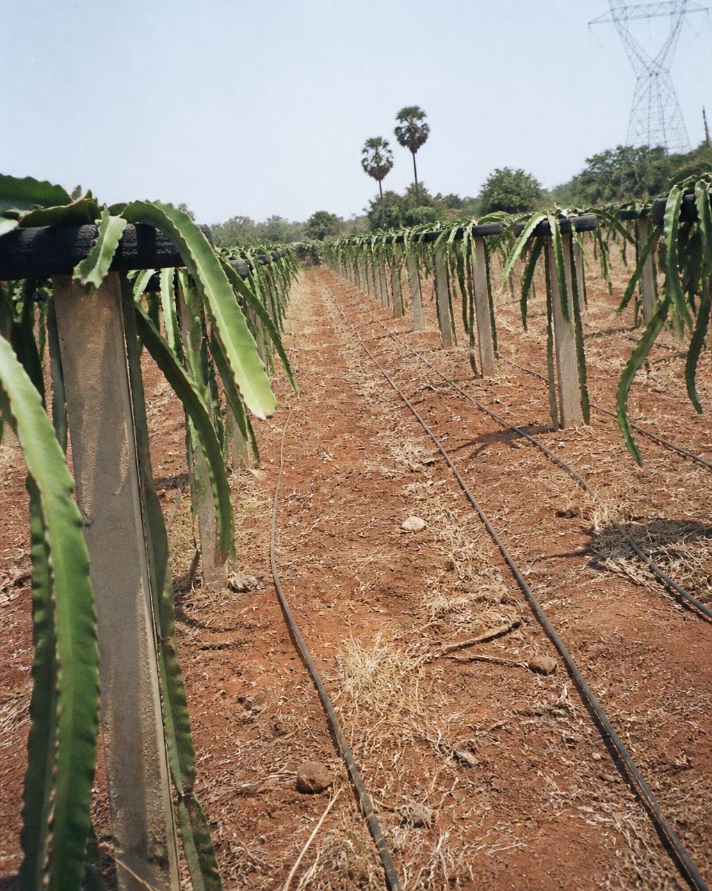 Drip lines running along the dragon fruit rows