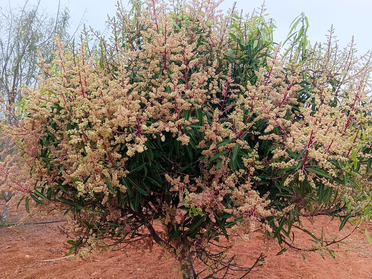 Mango tree in full bloom in our orchard