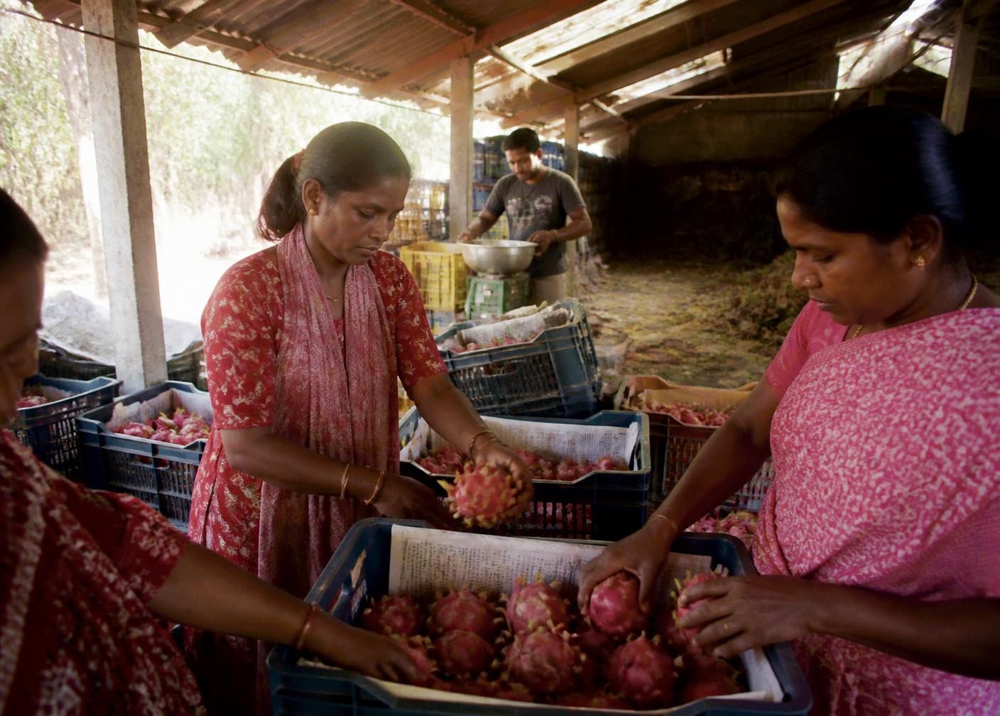 Women packing dragon fruit into crates in the packing shed