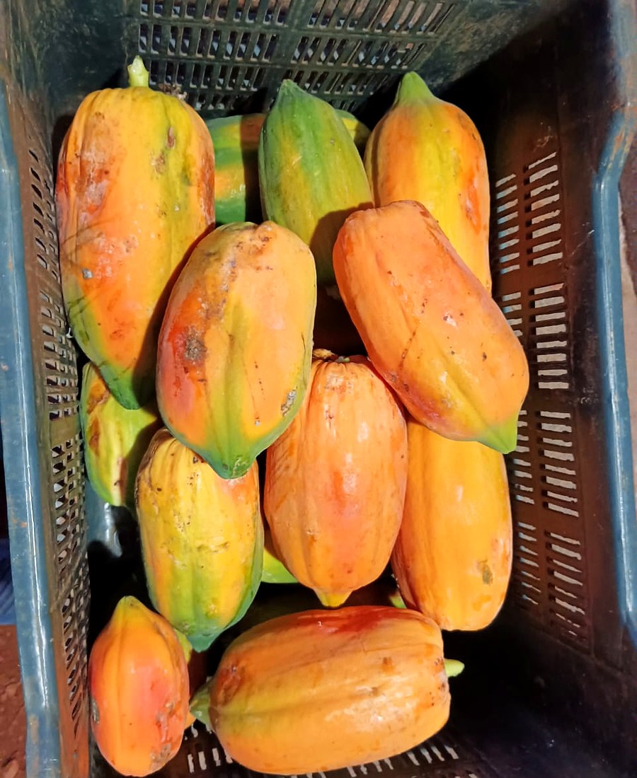 Freshly picked papayas packed in a farm crate at HanJot Farms