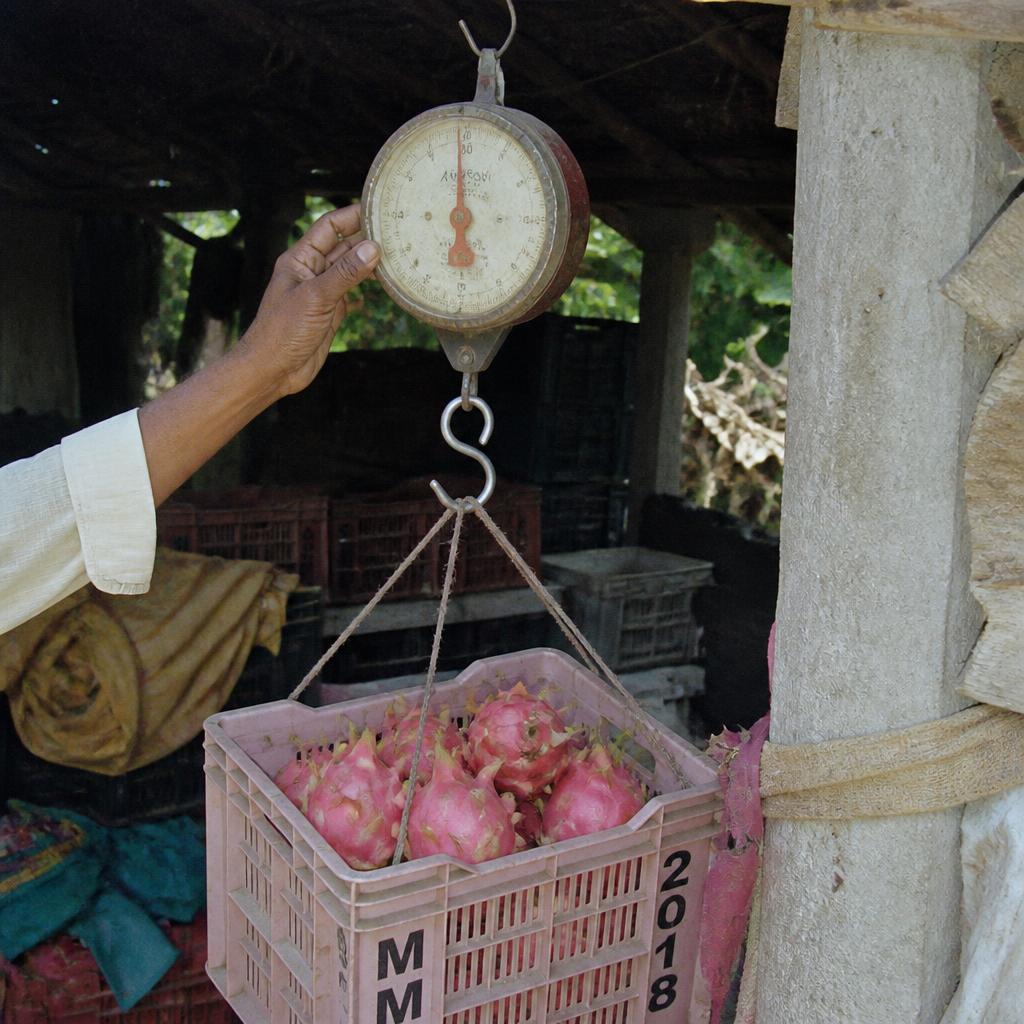 Freshly picked fruit being weighed on a spring balance