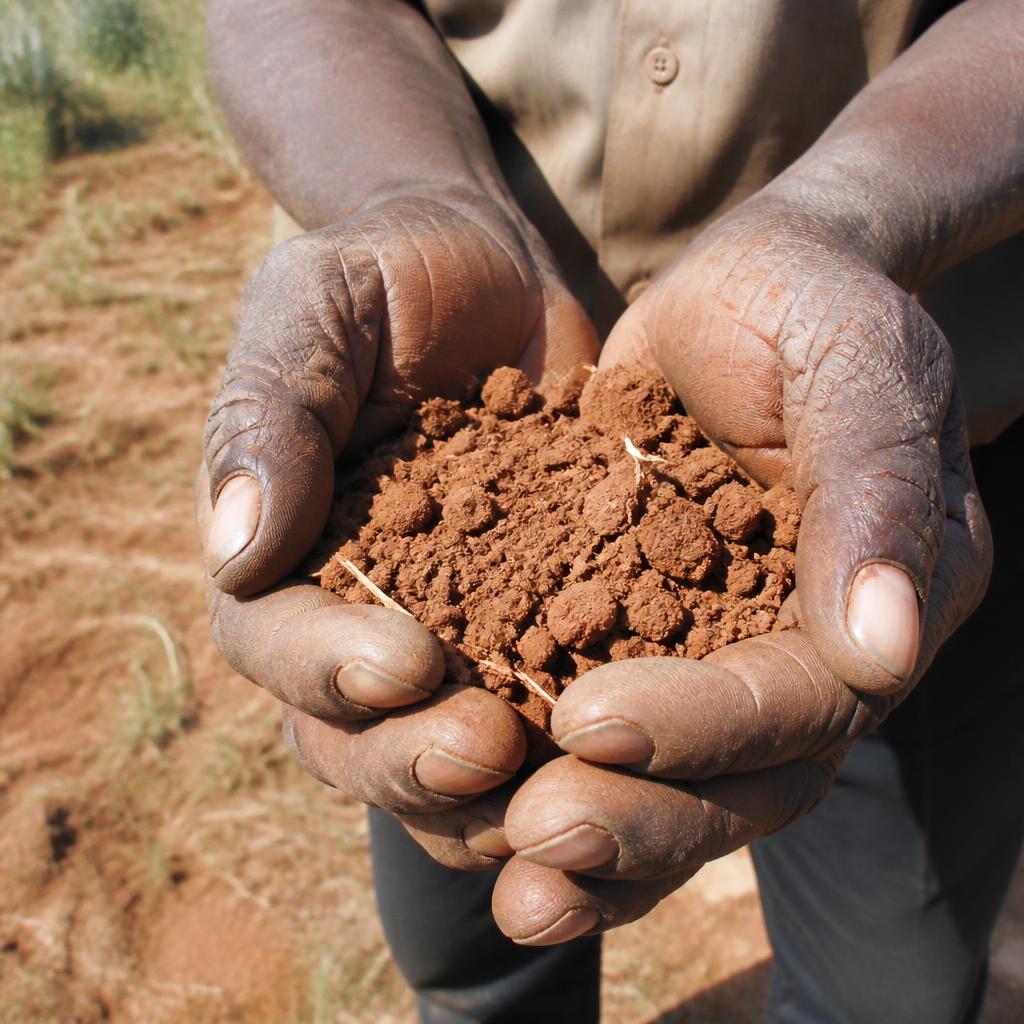 A handful of red soil from the farm
