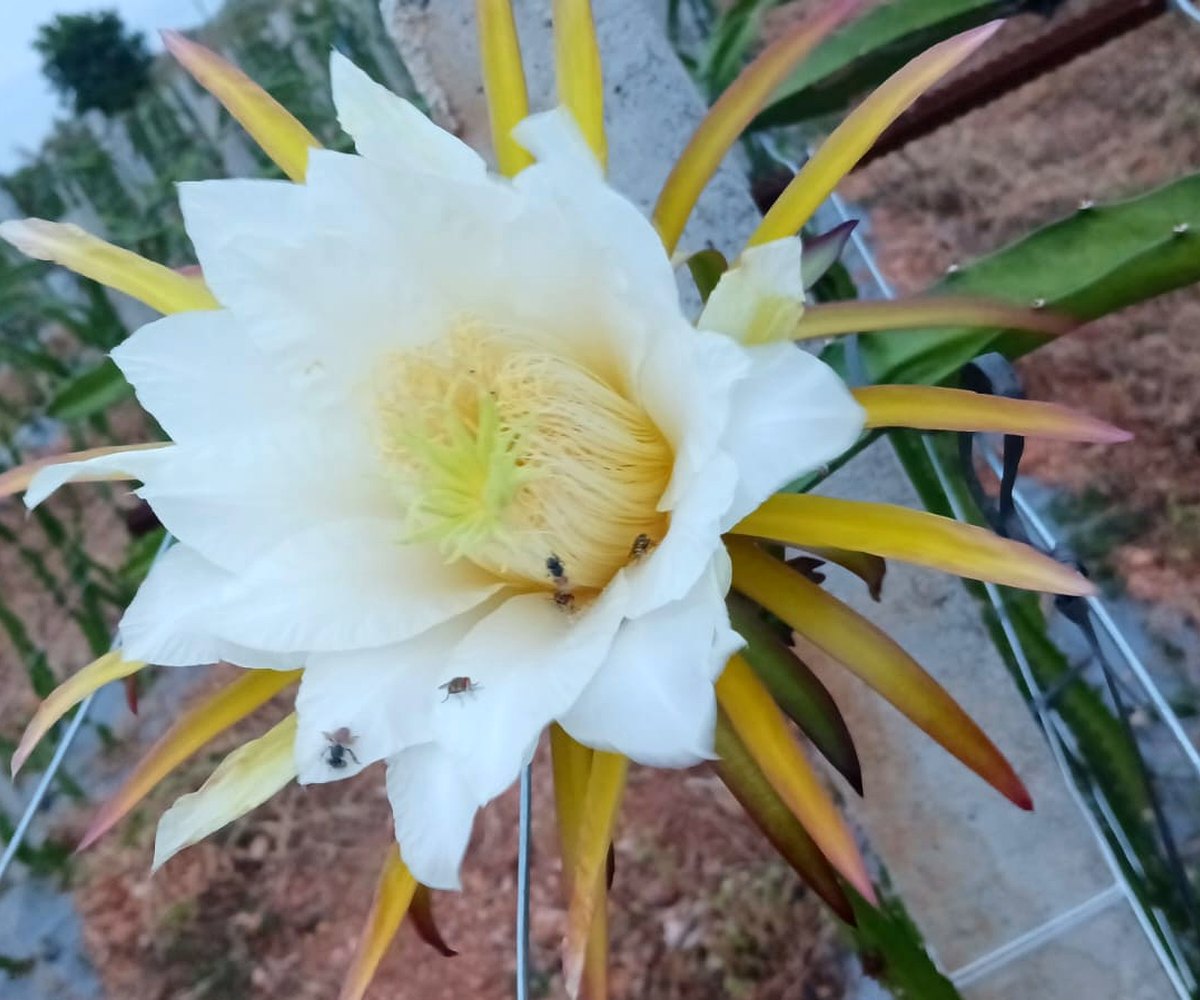 Night bloom