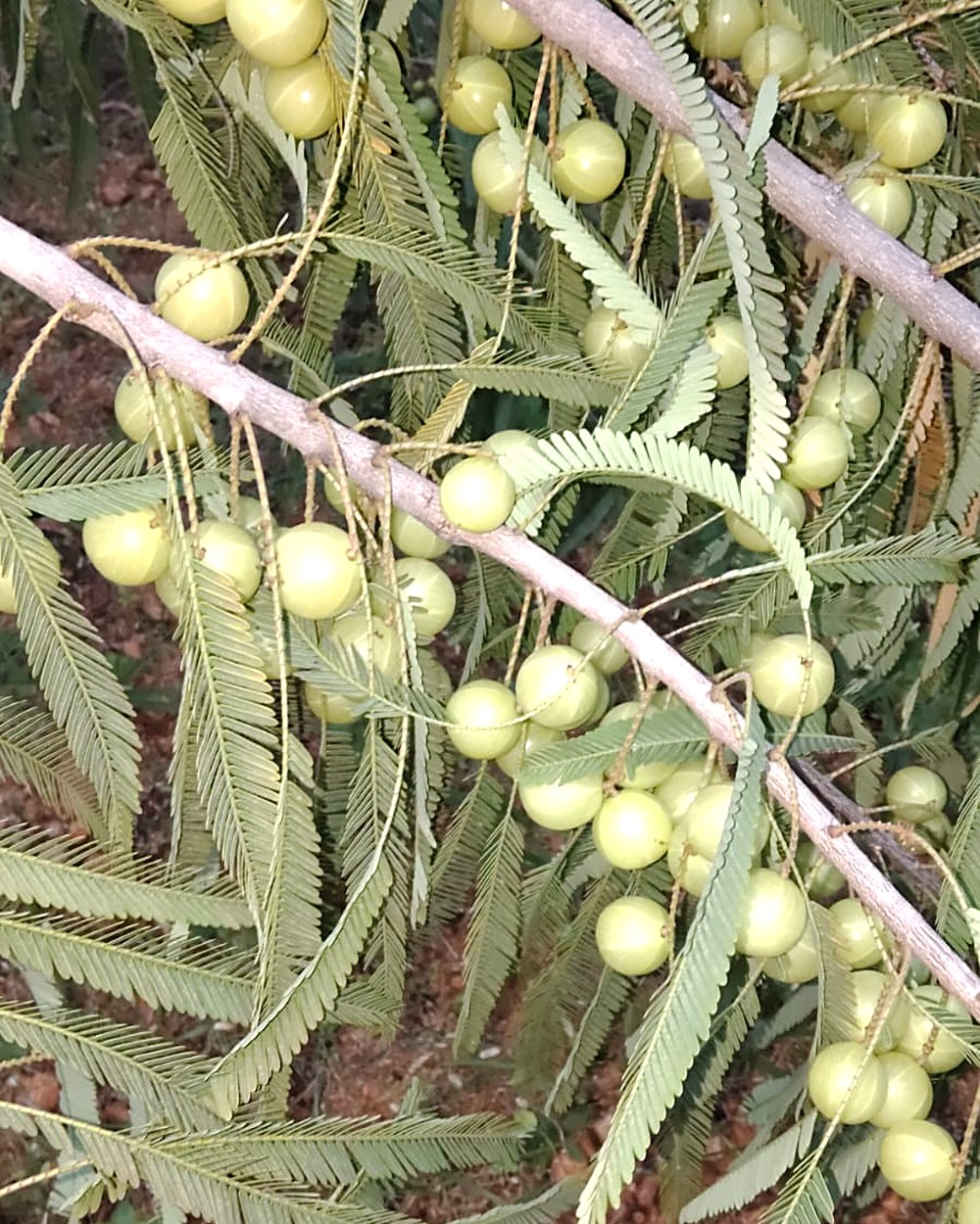 Amla growing on a branch at HanJot Farms