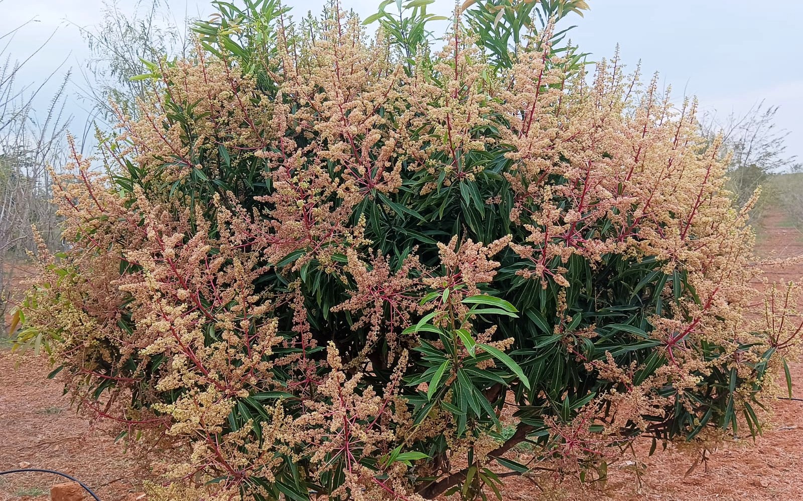 Mango tree in full bloom on the red soil at HanJot Farms