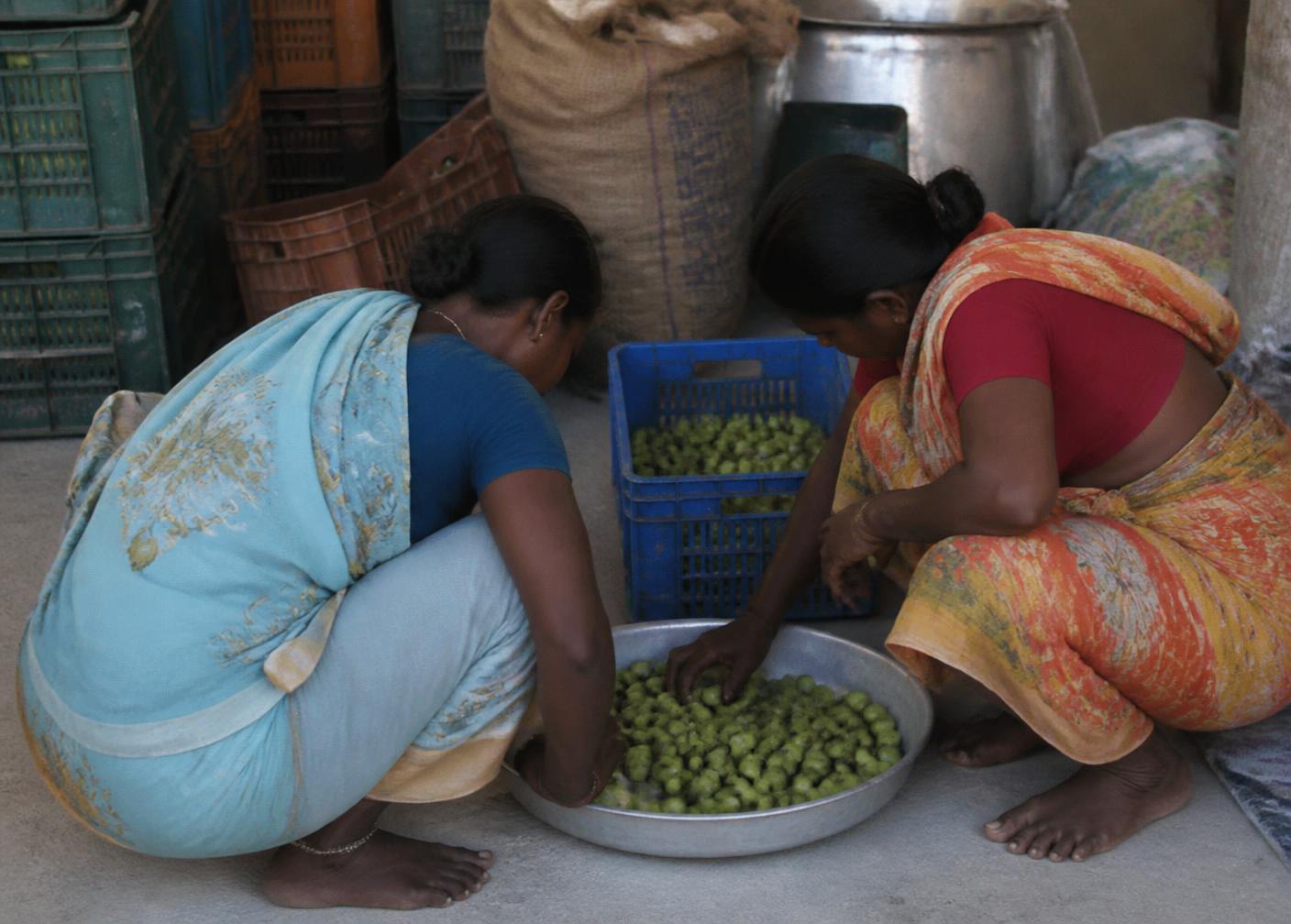 Village women sorting amla into cane baskets